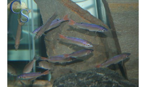 Cyprichromis leptosoma utinta